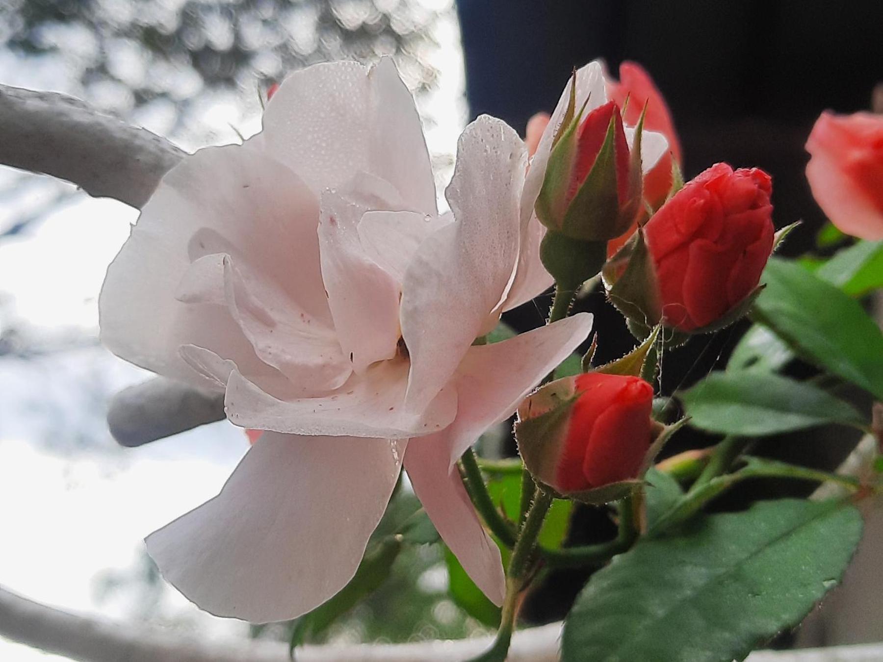 Balmy Hideout Cafe & Homestay Ban Huai Kaeo Dış mekan fotoğraf