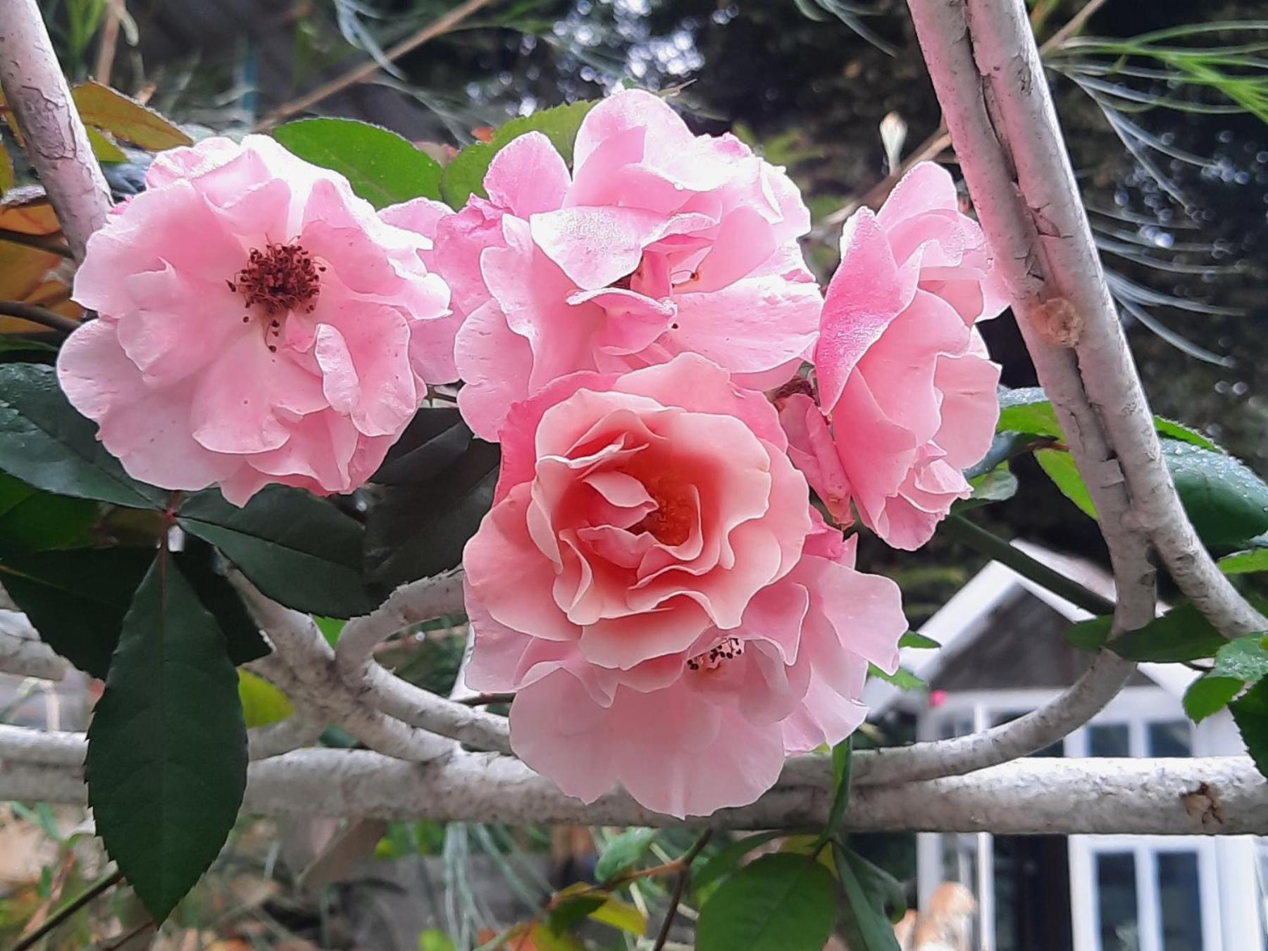 Balmy Hideout Cafe & Homestay Ban Huai Kaeo Dış mekan fotoğraf